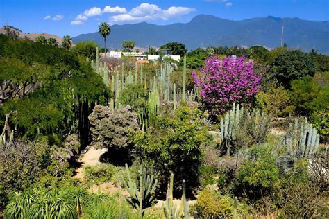 Jardín Botánico de Oaxaca - Niesamowita Oaza Zieleni w Sercu Meksyku!