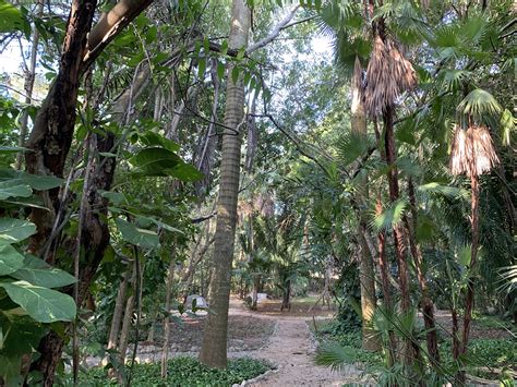 Jardín Botánico Regional de Yucatán: Nieziemska Oaza Biodiversyczności w Sercu Meksyku!