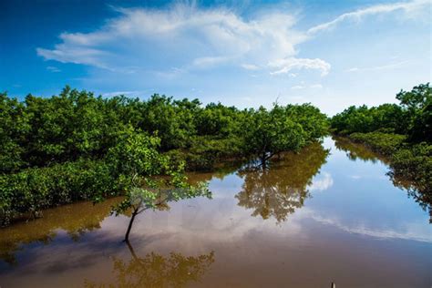  Xuan Thuy National Park:  Oaza Biologiczna i Raj dla Ptaków!