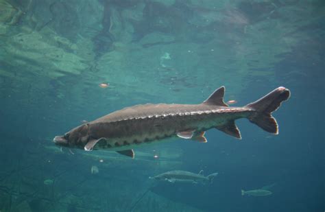 Zoologischer Garten Ulm! Spotkaj niezwykłe zwierzęta i zanurz się w zieleni!